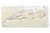 Cretaceous Viper Fish (Prionolepis) - Lebanon #376336-1